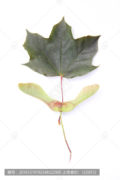 懸鈴木種子和葉