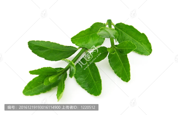 綠茶科