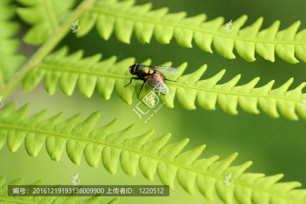 帶日出反射的蕨類(lèi)葉子綠色瓶飛