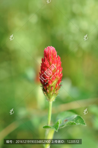 深紅色三葉草開花