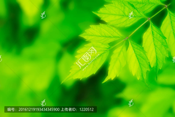 美麗的鮮葉