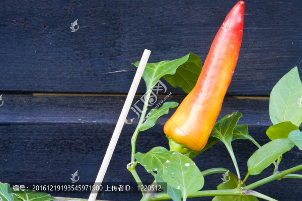 辣椒廠