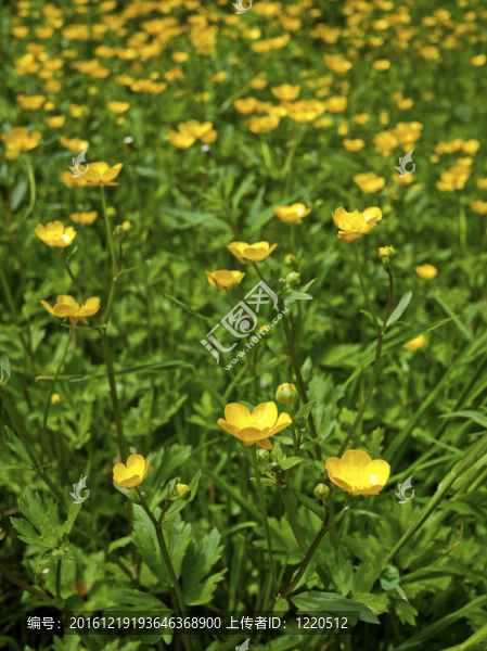 草甸毛茛