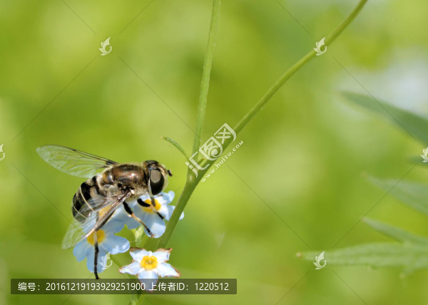 花上的蜜蜂