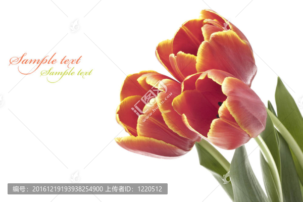 美麗的紅色郁金香為您設(shè)計(jì)