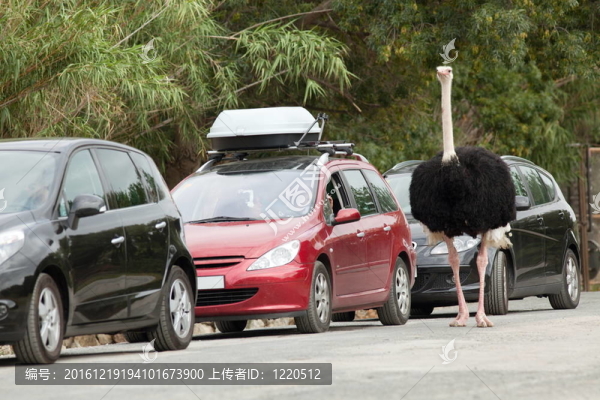 在野生動(dòng)物園的鴕鳥(niǎo)