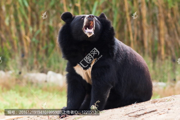 西藏熊咆哮