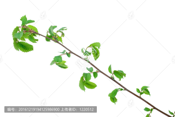 白背景芽的榆科