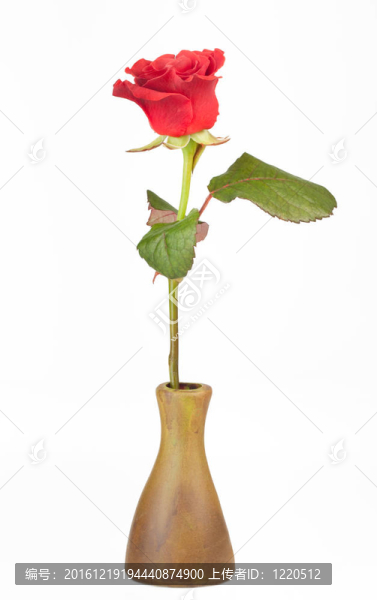 紅玫瑰