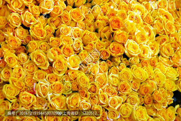 黃玫瑰花簇