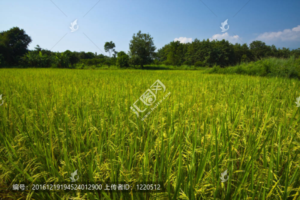 嬰兒水稻在農(nóng)場的移植
