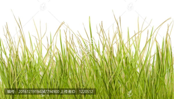 綠色的草