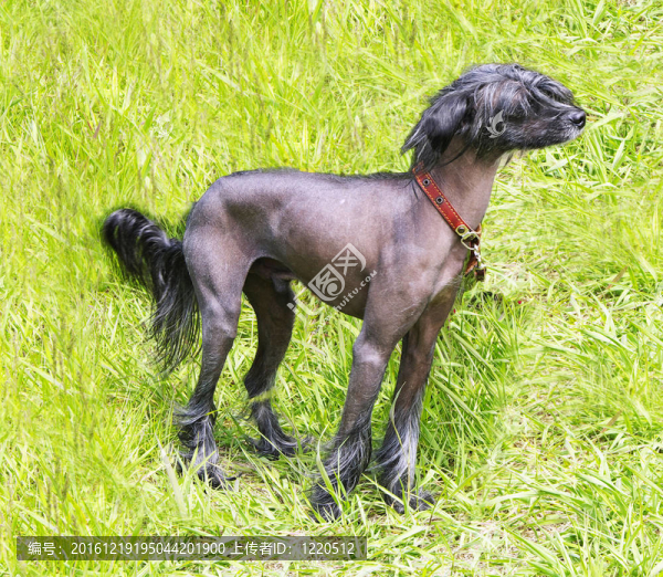 中國(guó)冠毛犬在綠色草地上。戶外