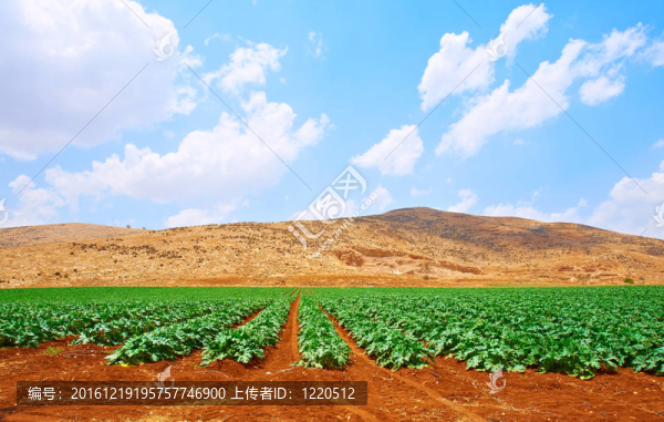 種植南瓜