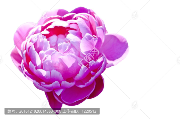 牡丹
