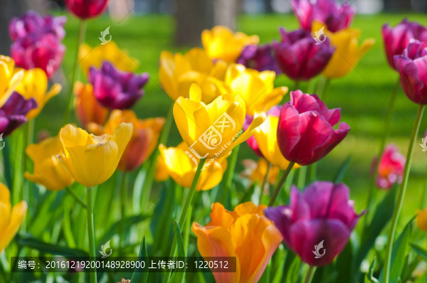 公園里有許多郁金香