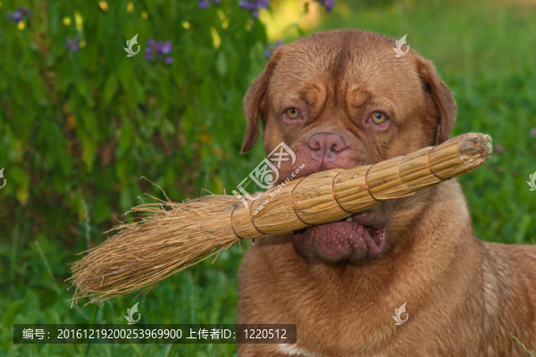 帶掃帚的狗