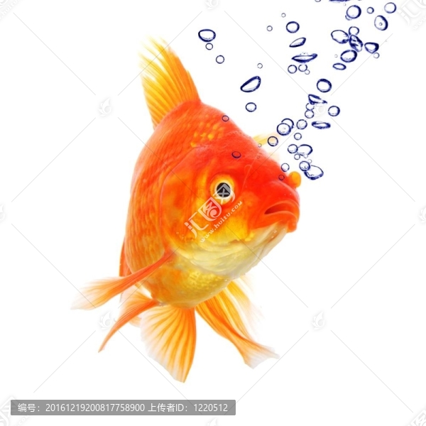 金魚