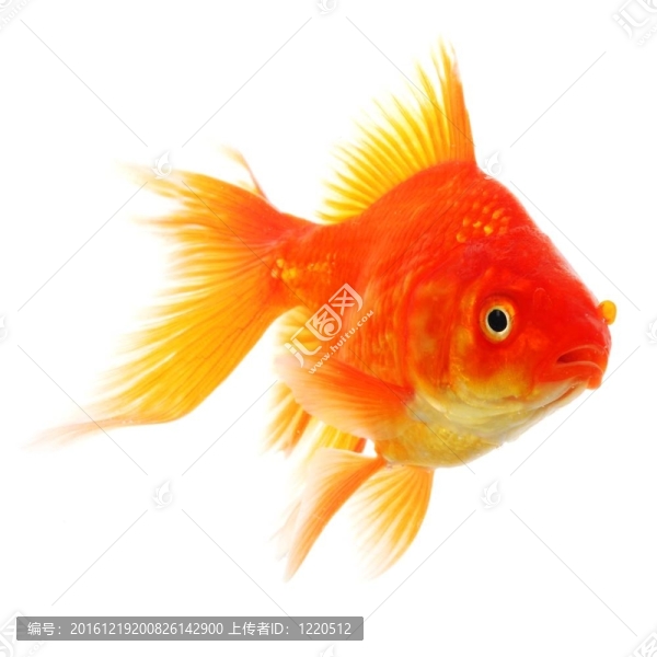 金魚
