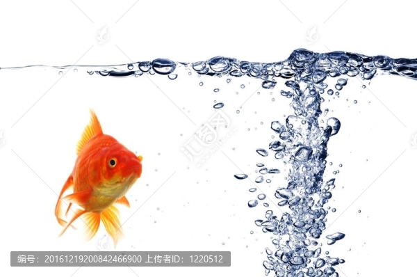 金魚(yú)