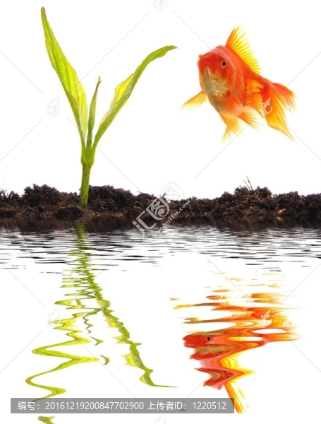 金魚