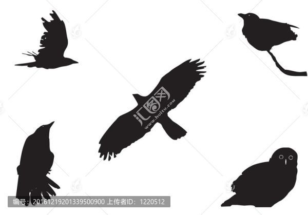 大的鳥