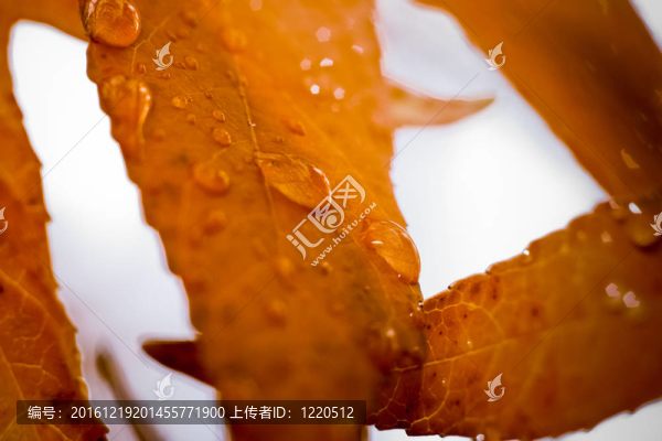 雨點落在葉子上1