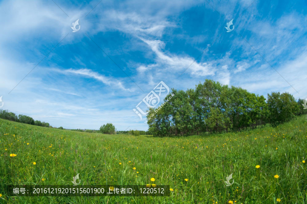 草地風景圖片