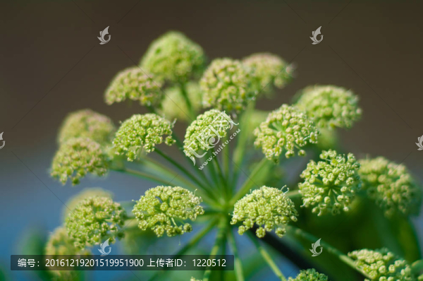 當(dāng)歸的計劃。特寫