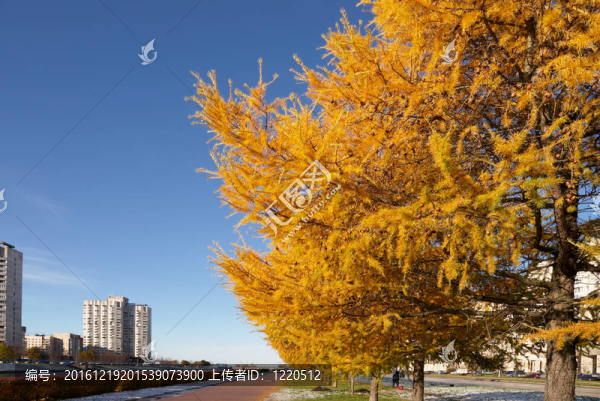 城市景觀與黃larchs