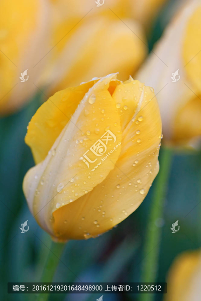 郁金香的花朵