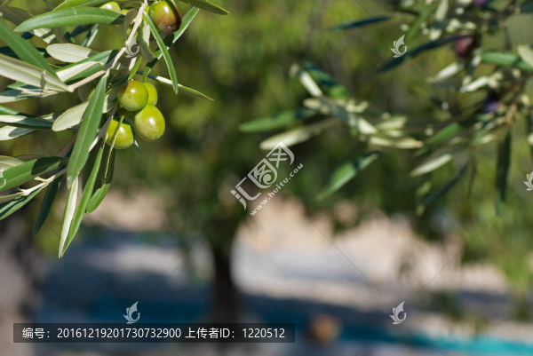 橄欖枝