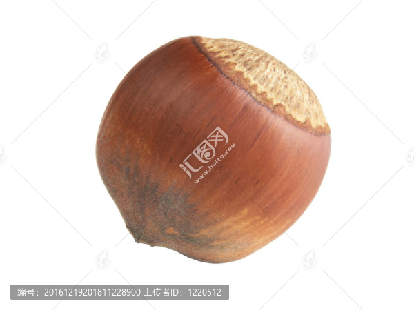 孤立的榛子