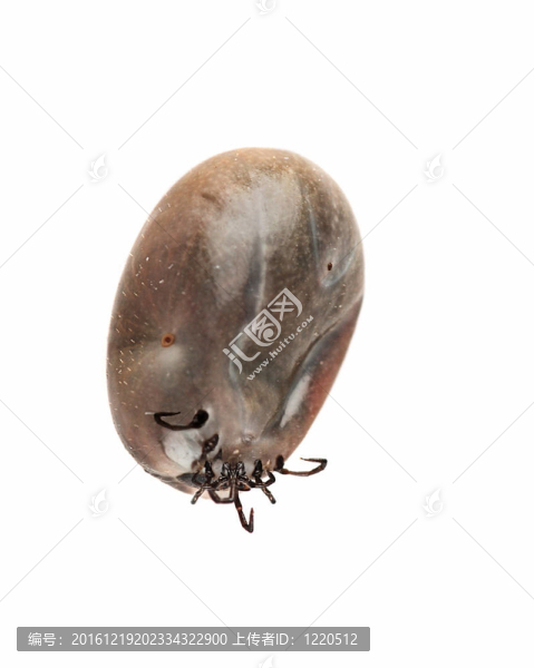 大成功