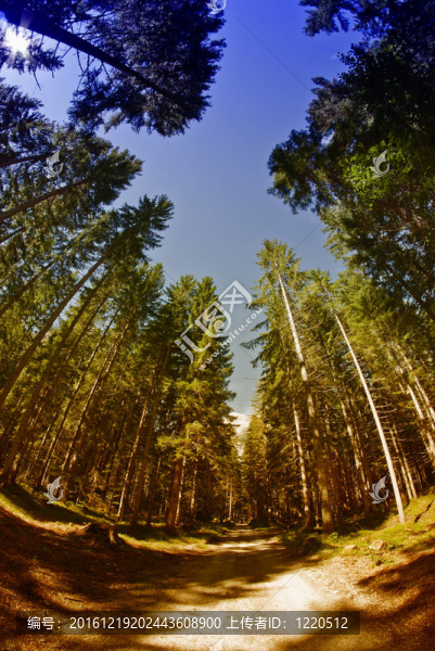 Dolomites,Woods；意大利