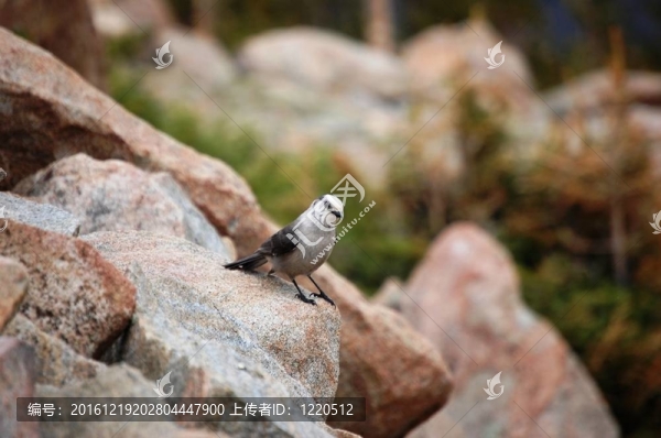 鳥在巖石上