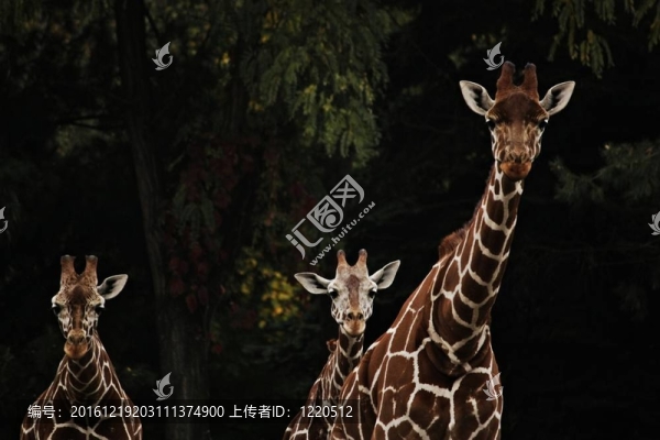 三只長(zhǎng)頸鹿站在綠色公園
