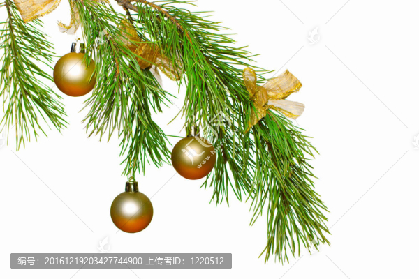 圣誕樹的樹枝