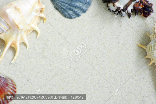 海星和貝殼