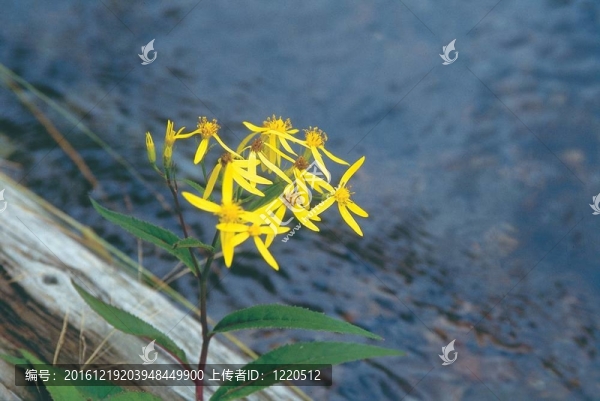 花的風(fēng)景