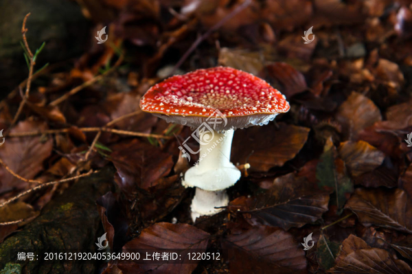 毒蠅鵝膏
