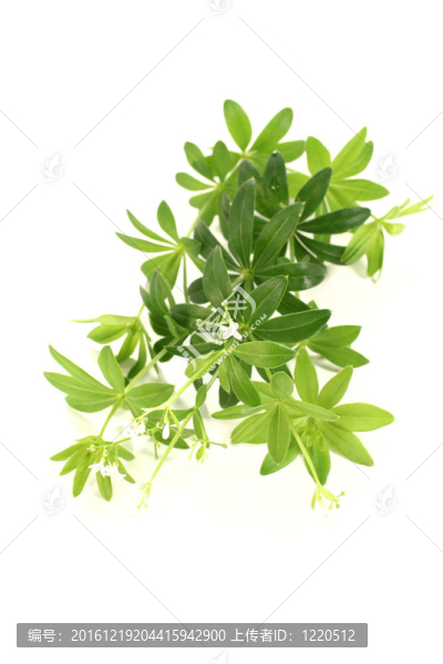 花鮮甜伍德拉夫
