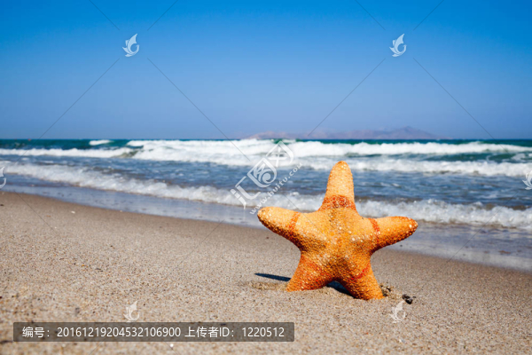 沙灘上的海星