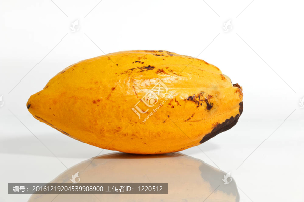 可可