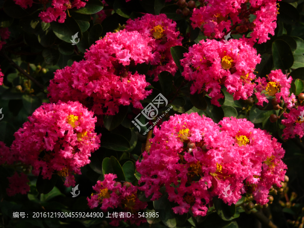 紫薇花高清