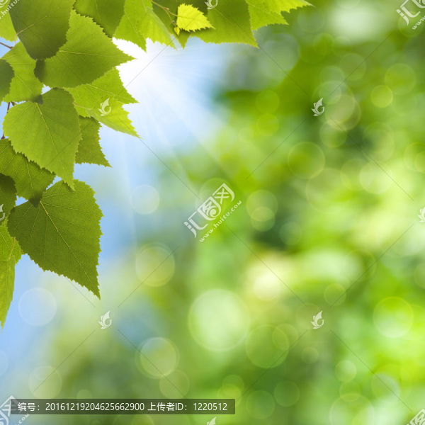 自然的夏季和春季美麗的背景虛化背景