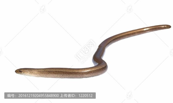Slowworm（Anguis,fragilis）分離