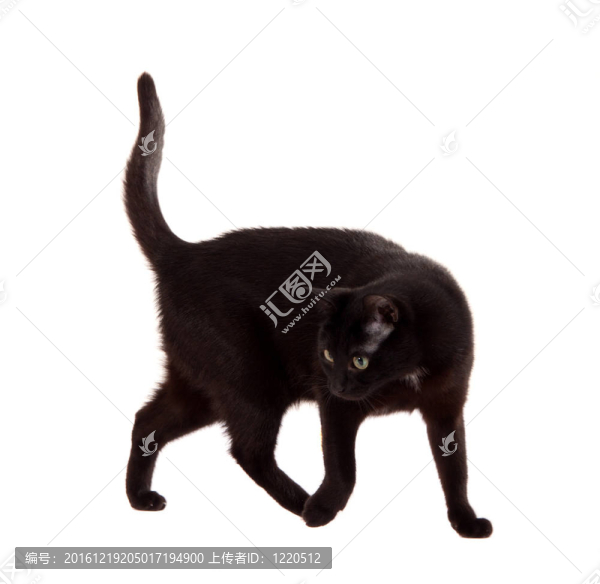 黑色的貓
