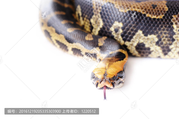 柔和的蛇