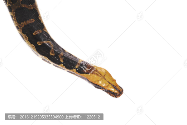柔和的蛇